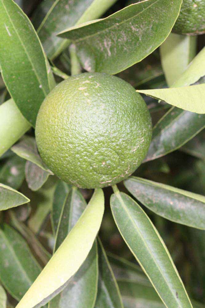              Immature fruit (Riverside, CA)       